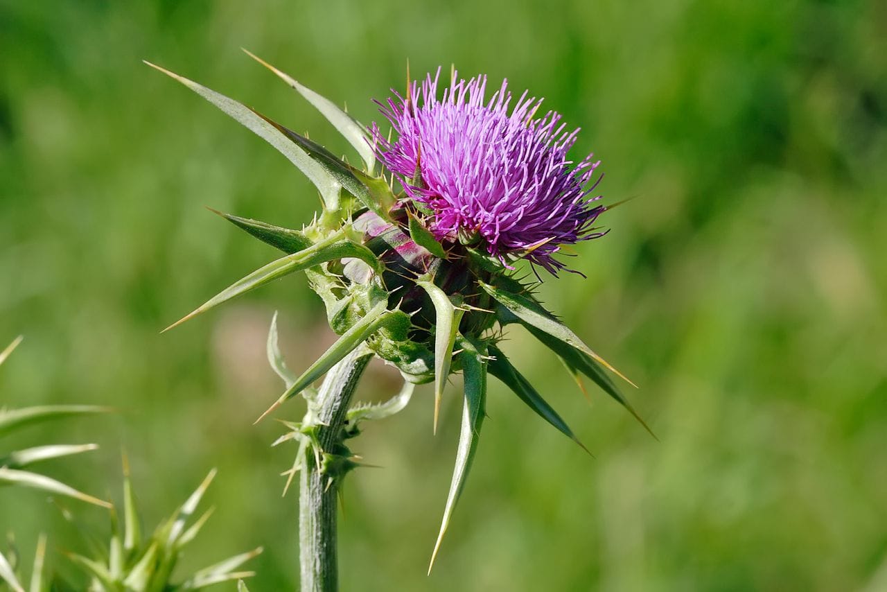 Silybum Marianum